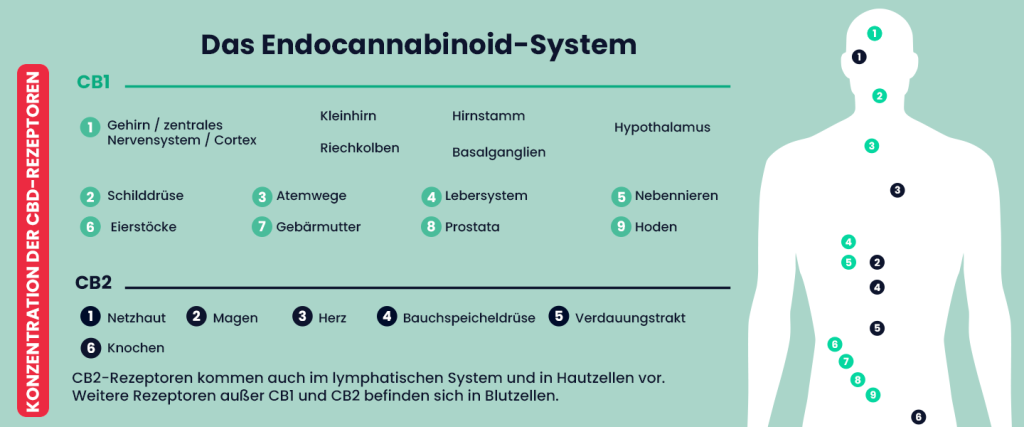 Schema des Endocannabinoid-Systems, das die Verteilung der CB1- und CB2-Rezeptoren im menschlichen Körper zeigt