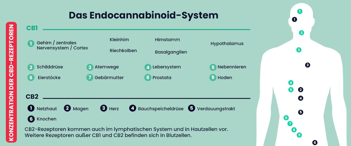 Das Endocannabinoid-System und die CB1- und CB2-Rezeptoren als Grundlage der CBD-Wirkung