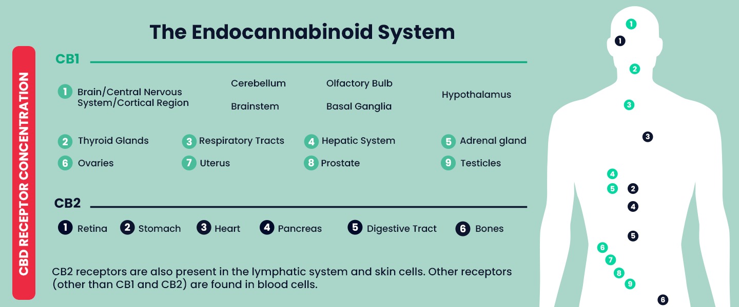 The endocannabinoid system and CB1 and CB2 receptors as the basis for CBD's effect