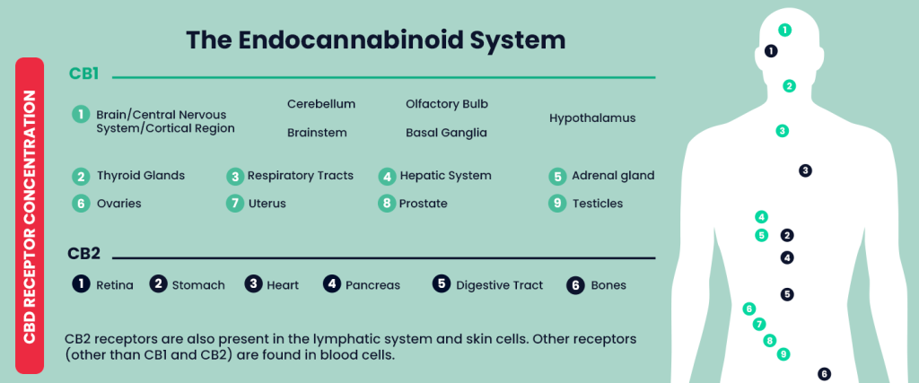 Diagram of the endocannabinoid system with distribution of CB1 and CB2 receptors