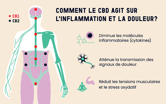 Schéma expliquant comment le CBD agit sur l’inflammation et la douleur, illustrant les récepteurs CB1 et CB2 et leurs rôles dans la modulation de la douleur, la réduction des cytokines inflammatoires et des tensions musculaires.