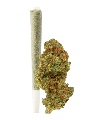 Green Passion Fruit Punch Joint CBD Pré-Roulé Indoor – photo 2