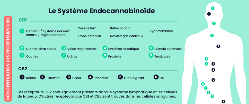 Schéma du système endocannabinoïde montrant la répartition des récepteurs CB1 et CB2 dans le corps humain.