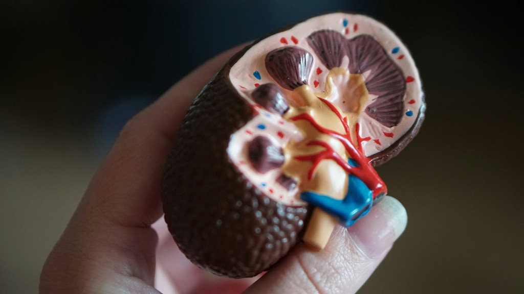 Liver model symbolizing CBD precautions for hepatic disorders