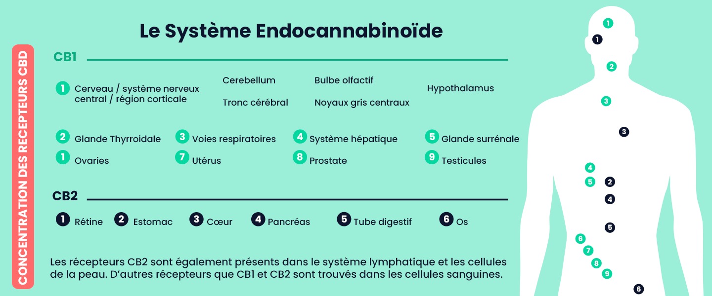 Schéma du système endocannabinoïde avec distribution des récepteurs CB1 et CB2