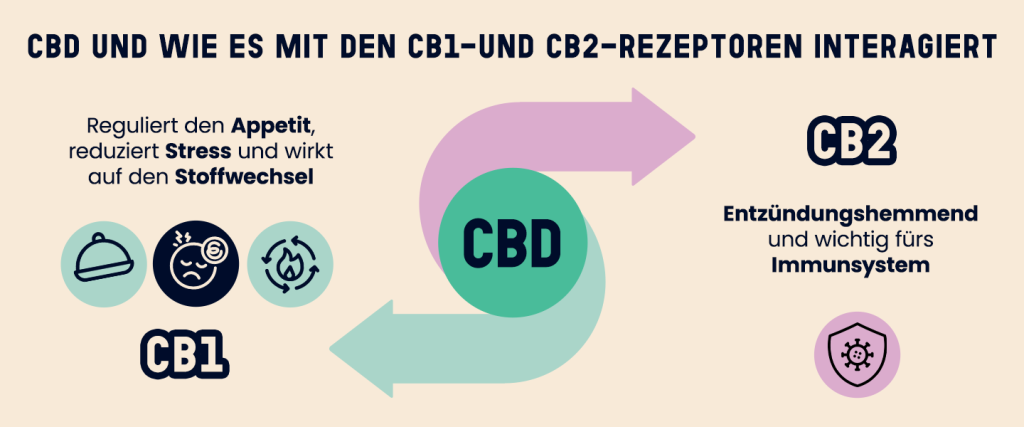 Infografik, die die Interaktion von CBD mit CB1- und CB2-Rezeptoren darstellt