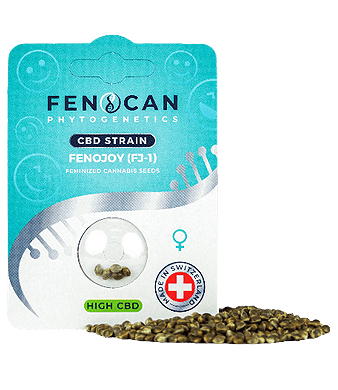 Fenocan Fenojoy CBD Samen Feminisiert – Bild 2
