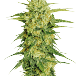 Fenocan Fenopure CBG Seeds Feminized – image 3