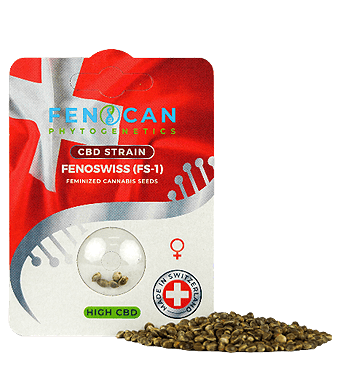 Fenocan Fenoswiss CBD Samen Feminisiert – Bild 2