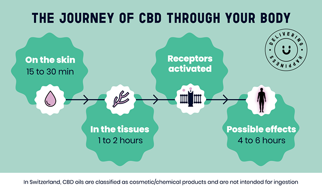 Infographic showing CBD’s journey through the body in 4 steps