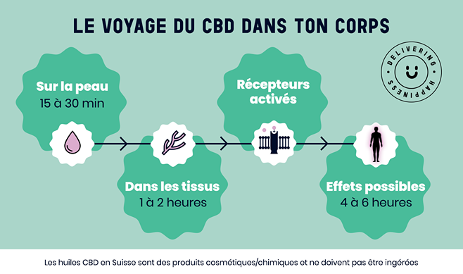Infographie interactive : "Le voyage du CBD dans ton corps" - visualisation du parcours de l'huile CBD depuis l'absorption jusqu'aux effets ressentis, avec timeline et explications des mécanismes d'action