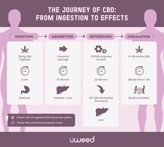 Diagram showing the journey of CBD: ingestion, absorption, liver metabolism, active circulation (6–15%)