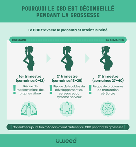 Timeline du développement fœtal avec alertes sur les risques du CBD pendant la grossesse