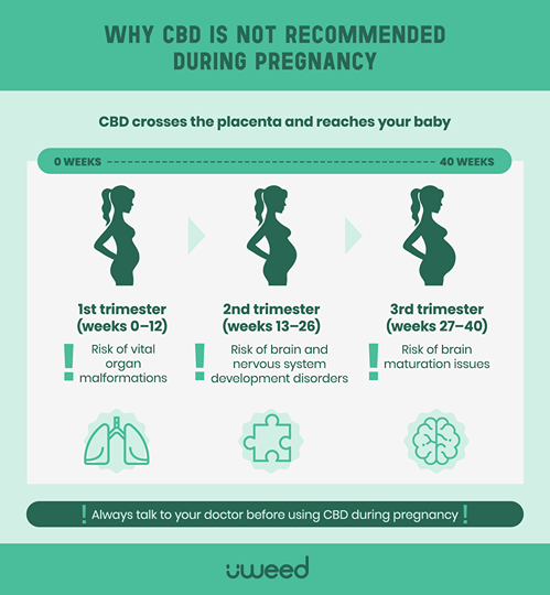 Fetal development timeline with CBD risks in pregnancy