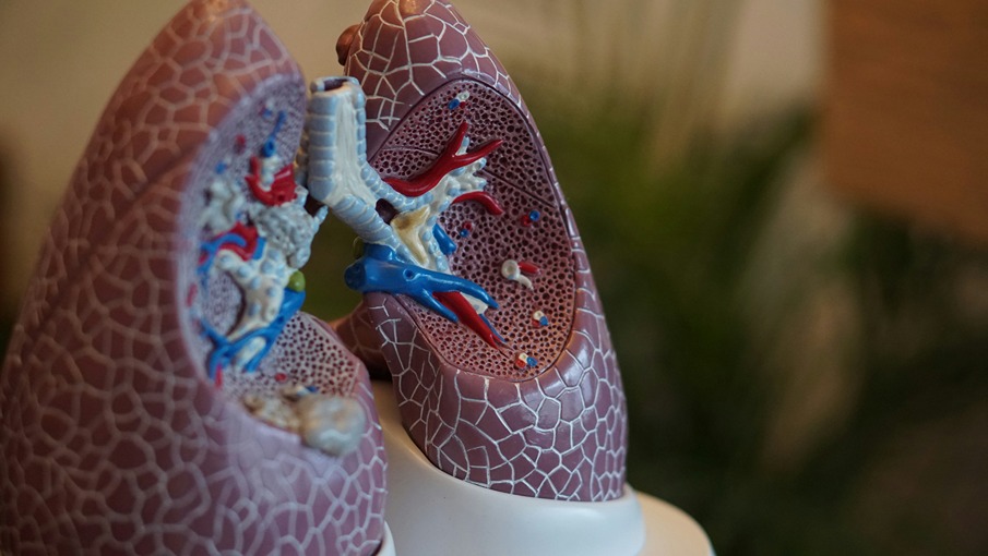 Modèle anatomique des reins montrant la vascularisation rénale, important pour comprendre l'élimination du CBD en cas de troubles hépatiques