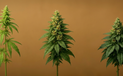 Illustration comparant les variétés CBD Indica et Sativa