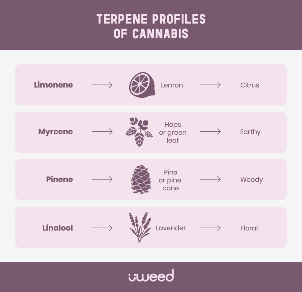 Infographic of major cannabis terpenes: limonene, myrcene, pinene and linalool with aroma sources.