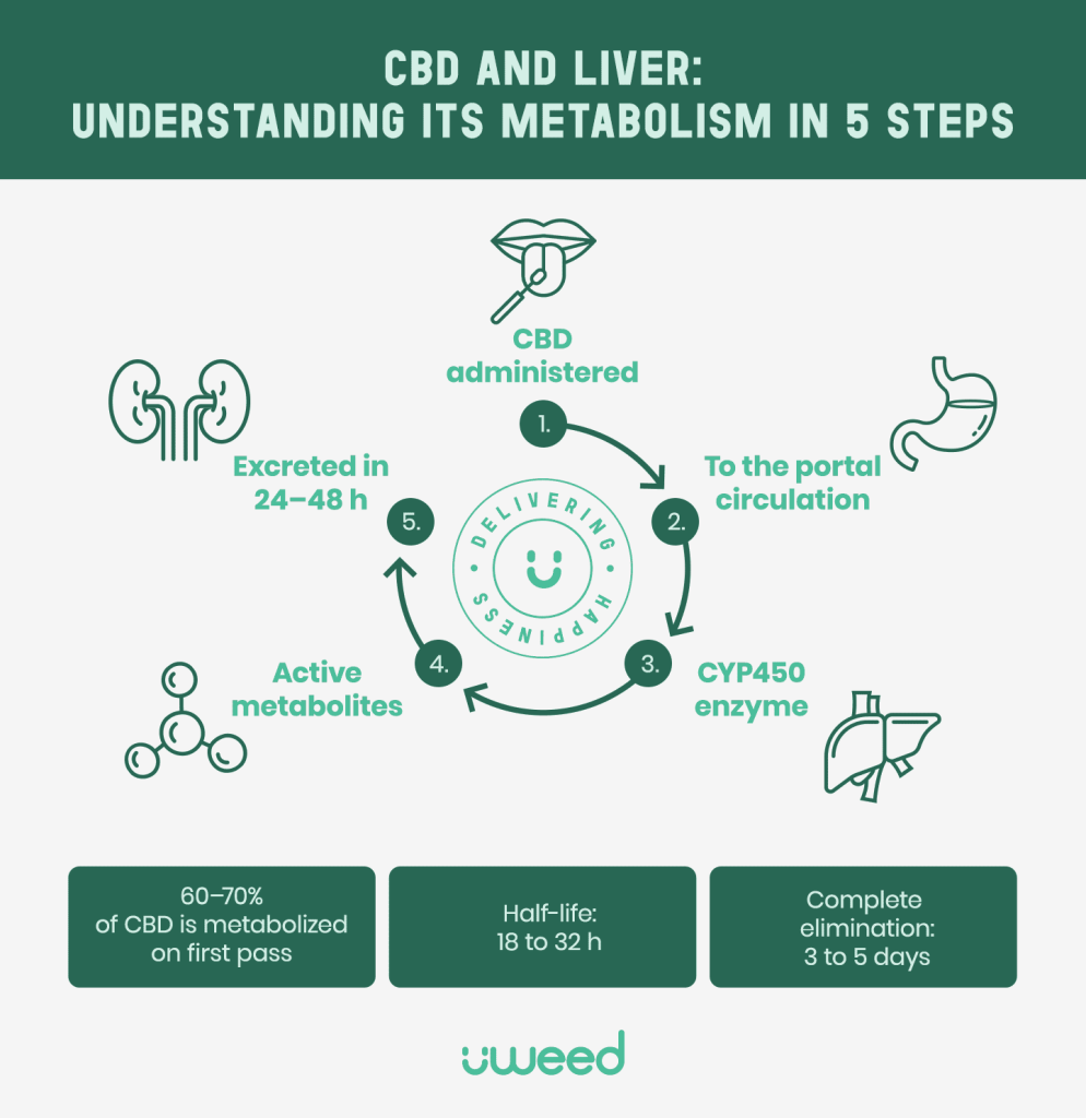 Infographic: 5-step process of CBD liver metabolism – from ingestion to CYP450 activity and excretion