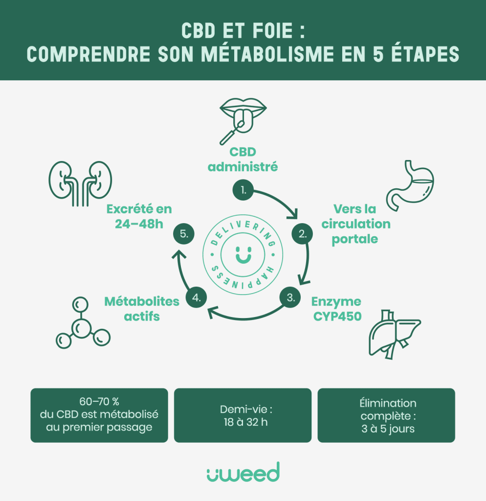 Infographie sur les 5 étapes du métabolisme du CBD par le foie : ingestion, CYP450, transformation, élimination