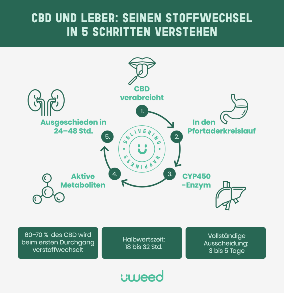 Infografik: 5 Schritte der CBD-Verstoffwechselung in der Leber – von der Einnahme bis zur AusscheidungInfografik: 5 Schritte der CBD-Verstoffwechselung in der Leber – von der Einnahme bis zur Ausscheidung