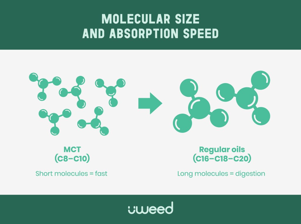 Molecular comparison of MCT (C8–C10) and long-chain oils for CBD absorption