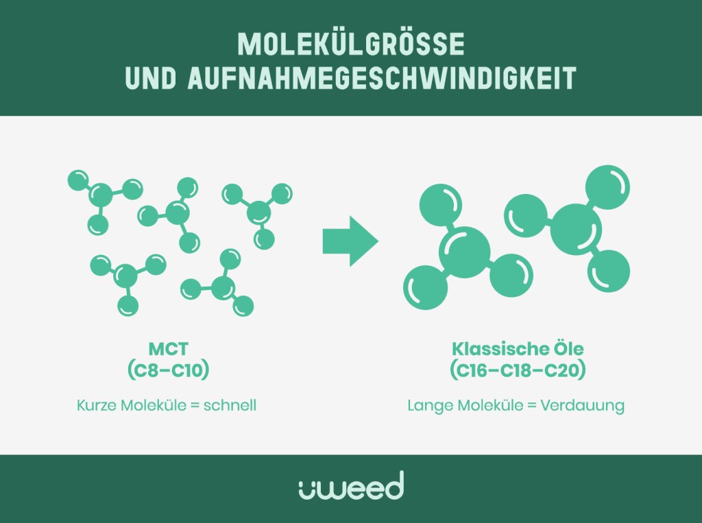 MCT-Öle mit kurzen Ketten vs. langkettige Öle im Vergleich zur CBD-Aufnahme