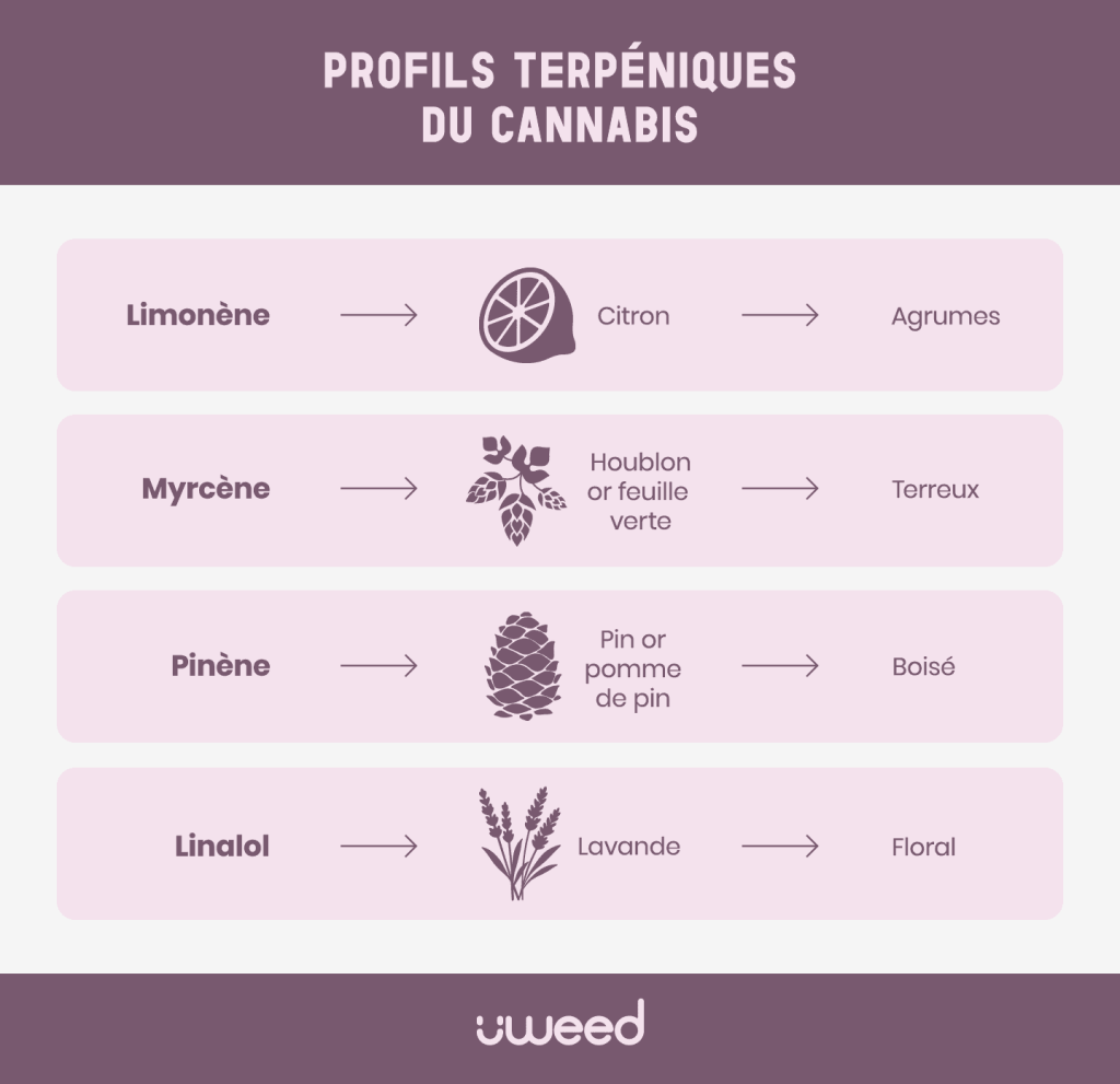 Infographie des principaux terpènes du cannabis : limonène, myrcène, pinène et linalol avec leurs sources et arômes.