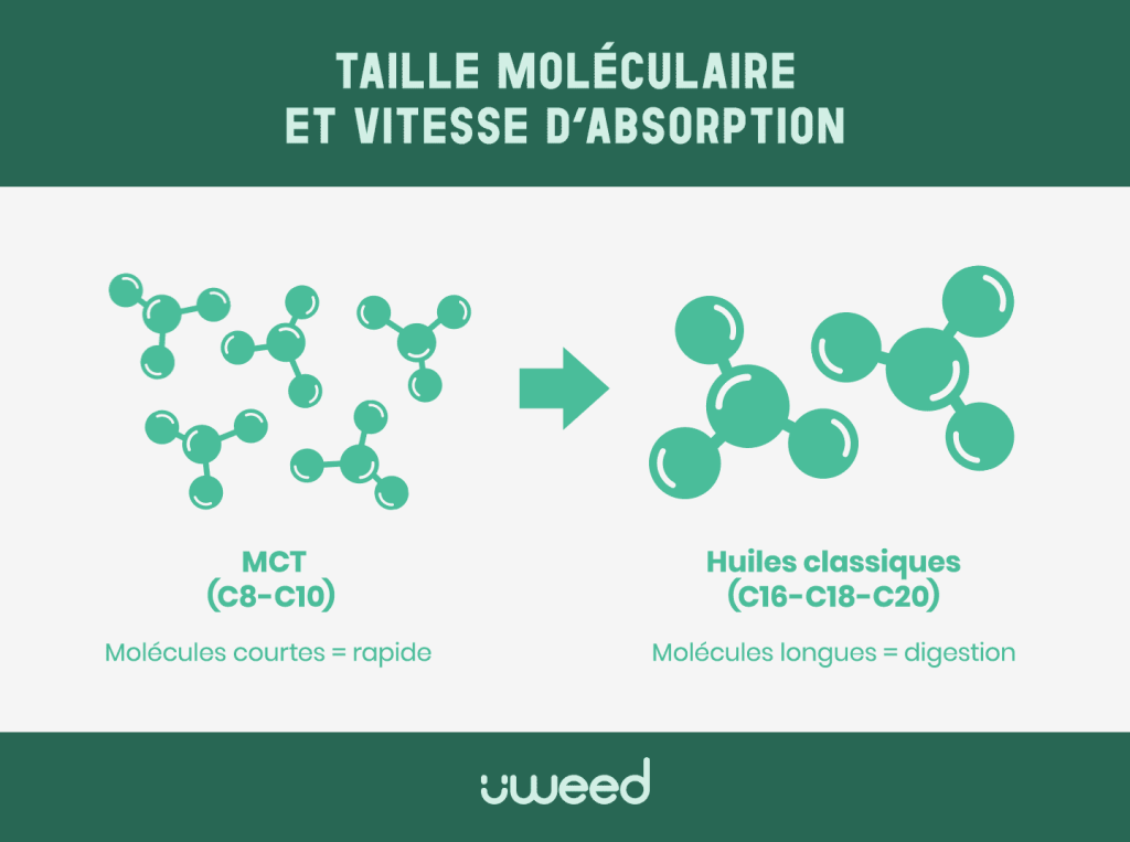 Comparaison moléculaire : MCT chaînes courtes (C8-C10) vs huiles longues (C16-C18) pour absorption rapide.
