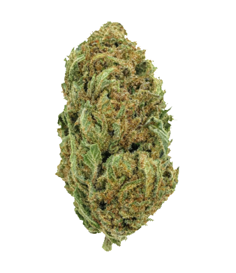 La Salade Dragon OG CBD Blüten Outdoor – Bild 2