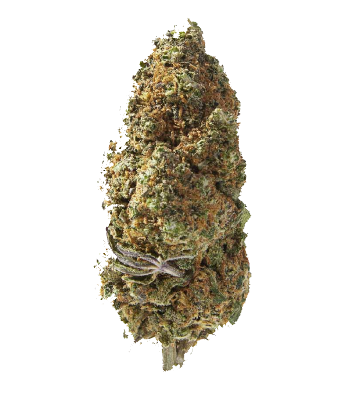 Herba di Berna Trinity Flowers Mix Limited Edition CBD Blüten Indoor – Bild 2