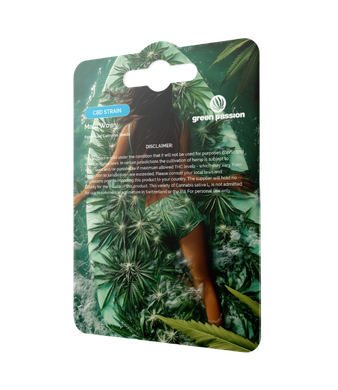 Green Passion Maui Wowy CBD Samen Feminisiert – Bild 2