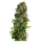 La Salade Diesel Graines CBD Autofloraison