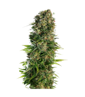 La Salade Diesel Graines CBD Autofloraison