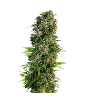 Diesel Autoflowering CBD Seeds - 5pc