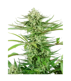 La Salade Fedtonic Feminized CBD Seeds 1