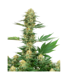 La Salade Gelato Feminized CBD Seeds 1