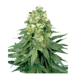 La Salade Jack Herer Graines CBD Féminisées