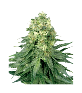 La Salade Jack Herer Graines CBD Féminisées