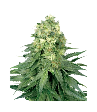 Jack Herer Feminized CBD Seeds - 5pc