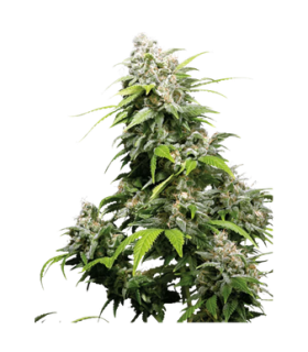 La Salade Juanita Lagrimosa Feminized CBD Seeds 1