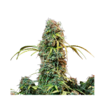 La Salade Lollipopz CBDV Graines CBD Autofloraison