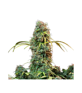 La Salade Lollipopz CBDV Autoflowering CBD Seeds 1