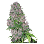 La Salade Purple Autoflowering CBD Samen