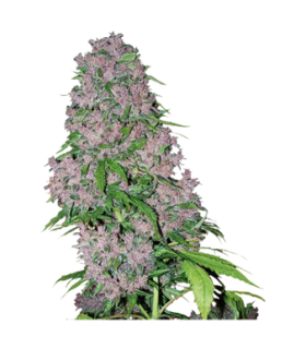 La Salade Purple Graines CBD Autofloraison