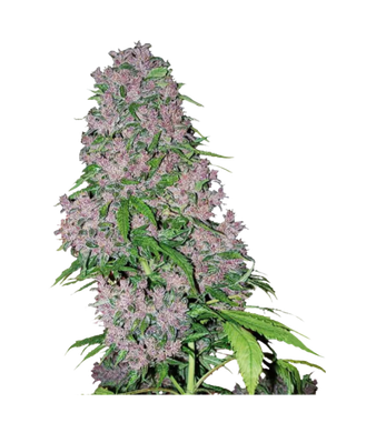 Purple Autoflowering CBD Seeds - 5pc