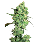 La Salade Super Skunk Graines CBD Régulières