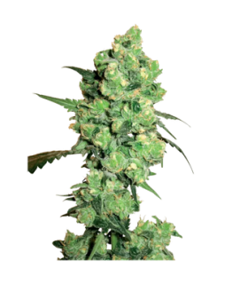 La Salade Super Skunk Regular CBD Seeds 1