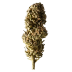 Select Strawberry Cheese Cake CBD Flower Greenhouse – image 2