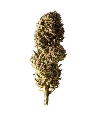 Select Strawberry Cheese Cake CBD Blüten Greenhouse – Bild 2