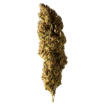 Select Walliser Rambo Fleur CBD Outdoor – photo 2